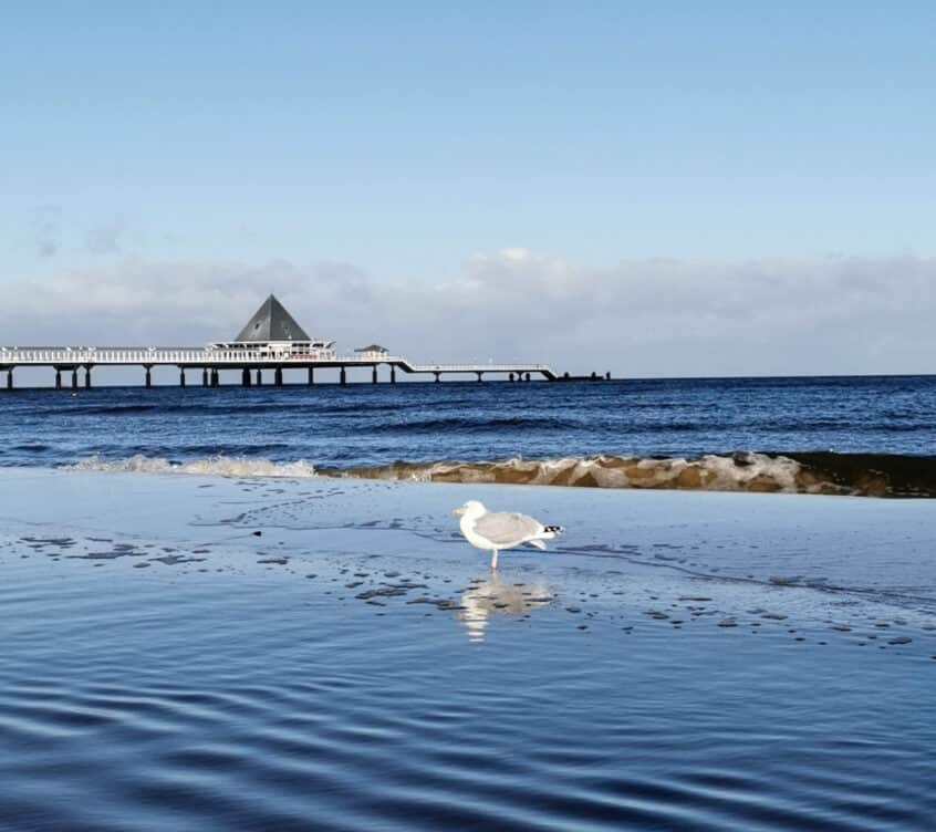 Seebrücke-Heringsdorf-Möwe